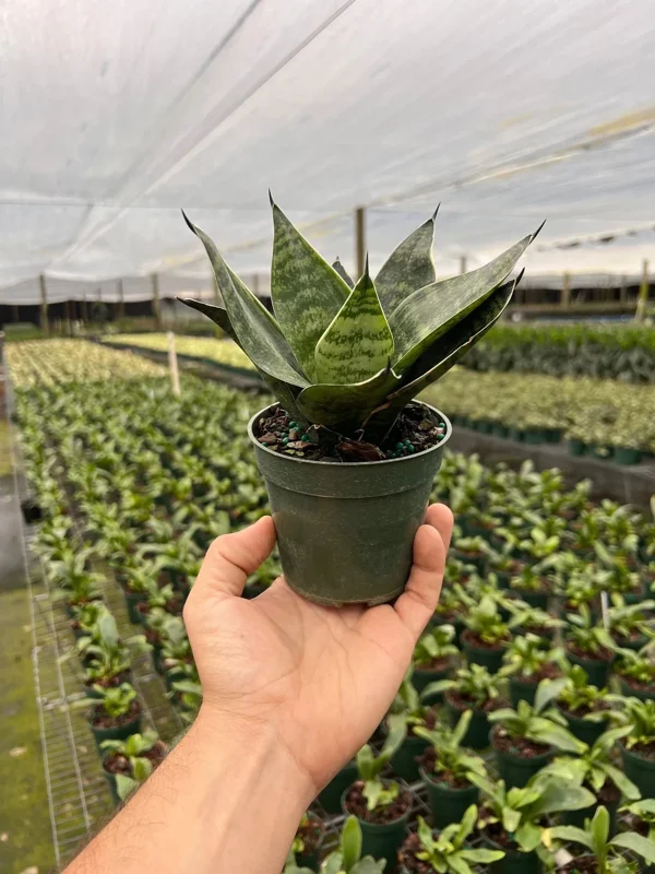 Hahnii Green Sansevieria Live Plant - Bird's Nest Snake Plant in 4 inch Pot - Indoor Houseplant - Image 3