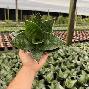 Hahnii Green Sansevieria Live Plant - Bird's Nest Snake Plant in 4 inch Pot - Indoor Houseplant - Image 4