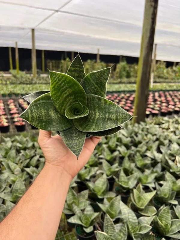 Hahnii Green Sansevieria Live Plant - Bird's Nest Snake Plant in 4 inch Pot - Indoor Houseplant - Image 4