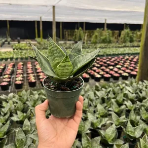 Hahnii Green Sansevieria Live Plant - Bird's Nest Snake Plant in 4 inch Pot - Indoor Houseplant - Image 1