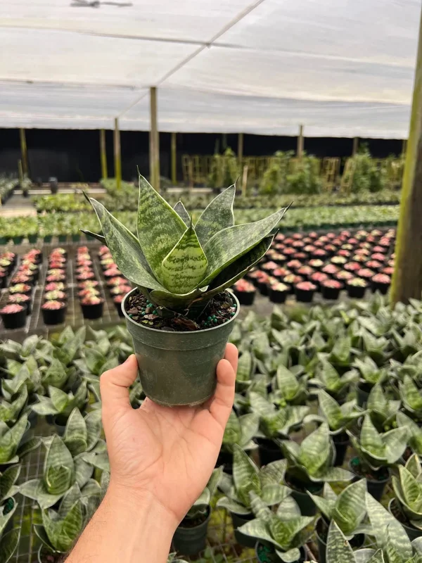 Hahnii Green Sansevieria Live Plant - Bird's Nest Snake Plant in 4 inch Pot - Indoor Houseplant - Image 1