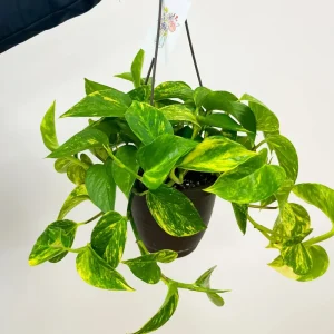 Hawaiian Pothos Live Plant – 6 inch Pot Devil's Ivy Vine – Indoor Houseplant - Image 2