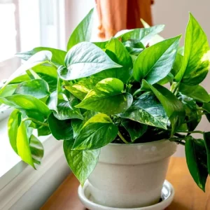 Hawaiian Pothos Live Plant – 6 inch Pot Devil's Ivy Vine – Indoor Houseplant - Image 3