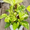Hawaiian Pothos Live Plant – 6 inch Pot Devil's Ivy Vine – Indoor Houseplant - Image 1