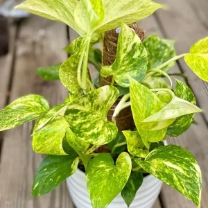 Hawaiian Pothos Live Plant – 6 inch Pot Devil's Ivy Vine – Indoor Houseplant - Image 1