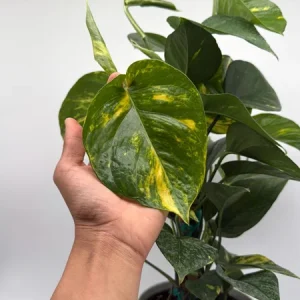 Hawaiian Pothos Live Plant – 6 inch Totem Pole – Indoor Tropical Houseplant - Image 2