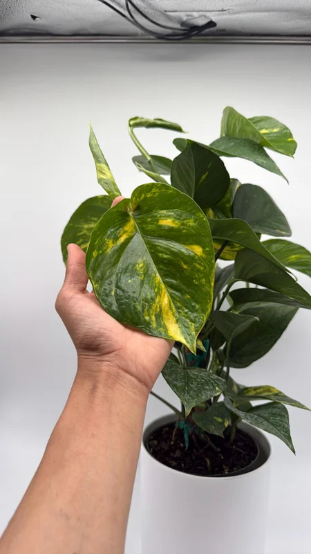 Hawaiian Pothos Live Plant – 6 inch Totem Pole – Indoor Tropical Houseplant - Image 2