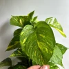 Hawaiian Pothos Live Plant – 6 inch Totem Pole – Indoor Tropical Houseplant - Image 1