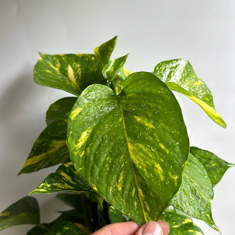 Hawaiian Pothos Live Plant – 6 inch Totem Pole – Indoor Tropical Houseplant - Image 1
