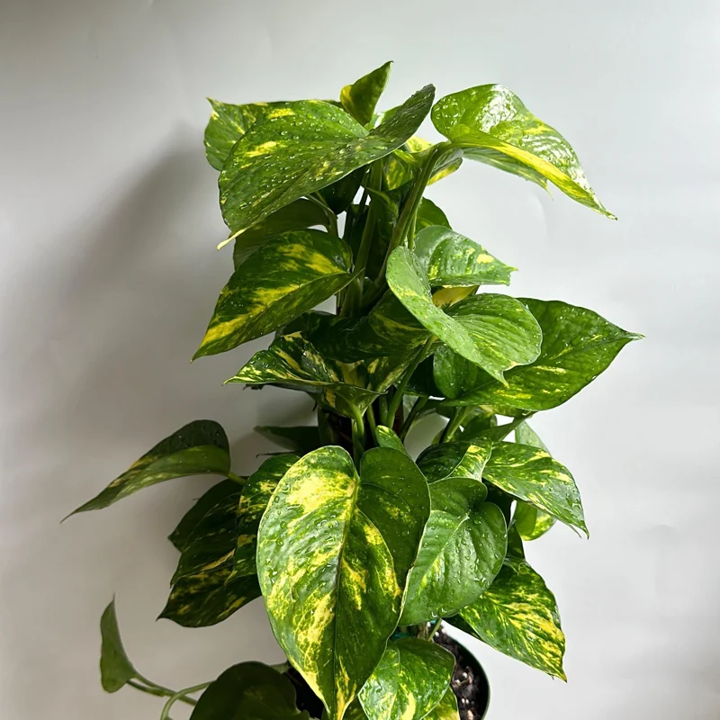 Hawaiian Pothos Live Plant – 6 inch Totem Pole – Indoor Tropical Houseplant - Image 3
