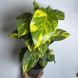 Hawaiian Pothos Live Plant – 6 inch Totem Pole – Indoor Tropical Houseplant - Image 4