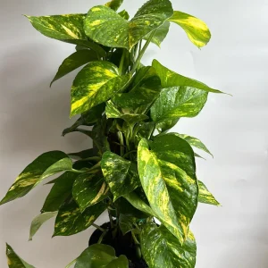 Hawaiian Pothos Live Plant – 6 inch Totem Pole – Indoor Tropical Houseplant - Image 5