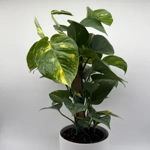 Hawaiian Pothos Live Plant – 6 inch Totem Pole – Indoor Tropical Houseplant - Image 6