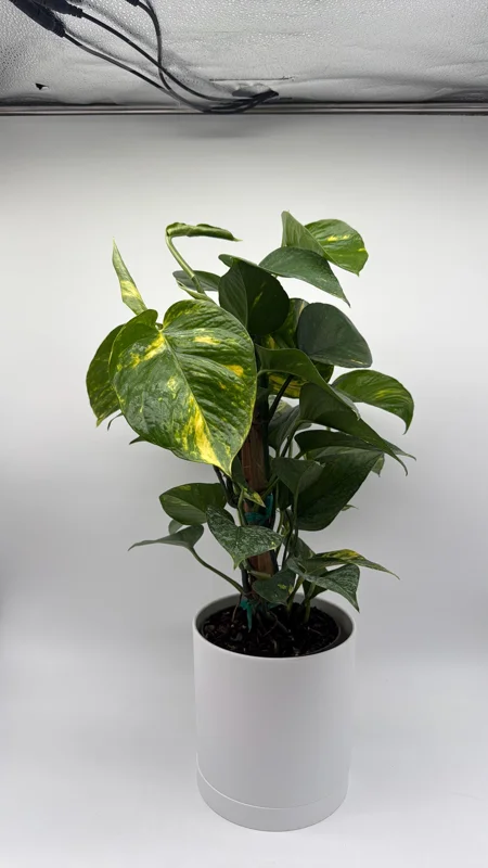 Hawaiian Pothos Live Plant – 6 inch Totem Pole – Indoor Tropical Houseplant - Image 6