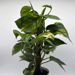 Hawaiian Pothos Live Plant – 6 inch Totem Pole – Indoor Tropical Houseplant - Image 7