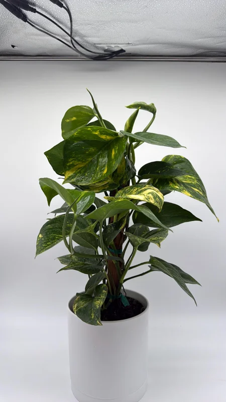 Hawaiian Pothos Live Plant – 6 inch Totem Pole – Indoor Tropical Houseplant - Image 7