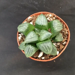 Haworthia Bayeri 'Moon Shadow' Succulent Plant Live - 2 inch Pot Indoor - Image 2