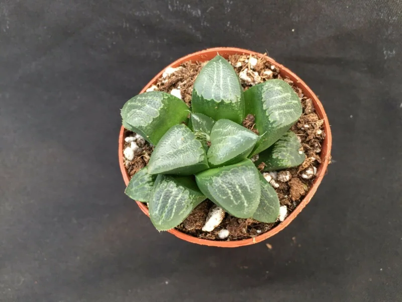 Haworthia Bayeri 'Moon Shadow' Succulent Plant Live - 2 inch Pot Indoor - Image 2