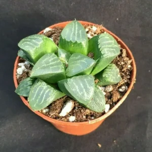 Haworthia Bayeri 'Moon Shadow' Succulent Plant Live - 2 inch Pot Indoor - Image 1