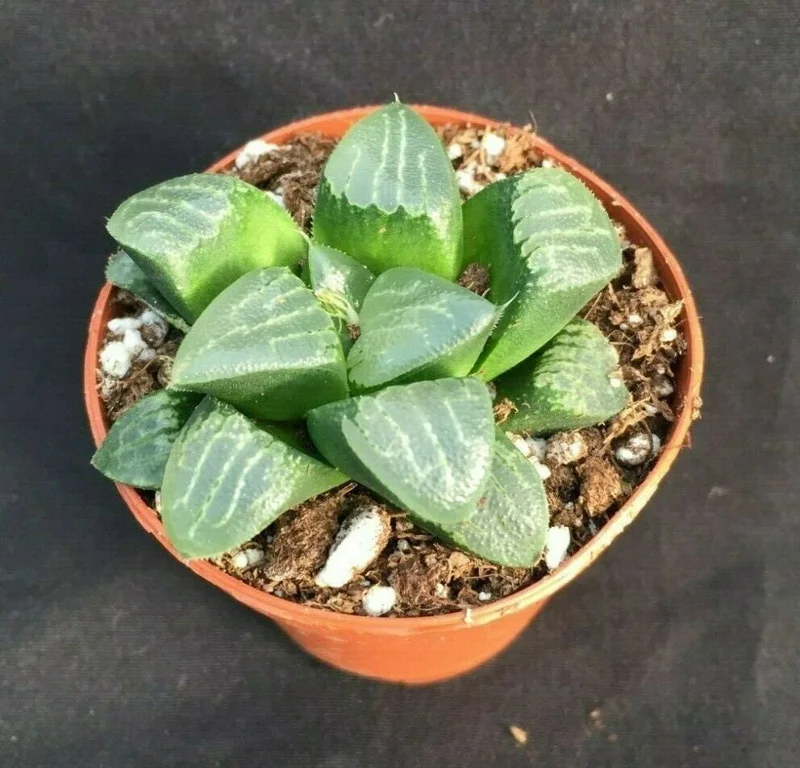 Haworthia Bayeri 'Moon Shadow' Succulent Plant Live - 2 inch Pot Indoor - Image 1