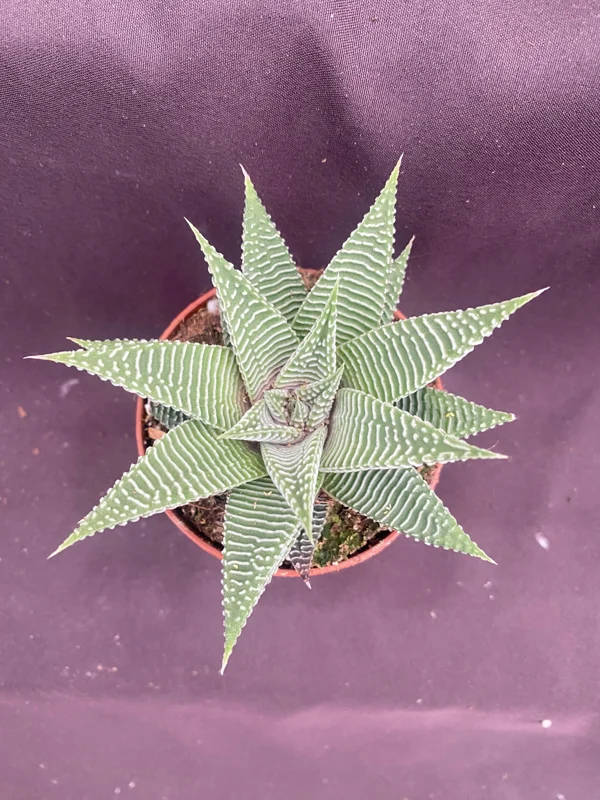 Haworthia 'Miami' Succulent Live Plant, The Fairy Washboard, 3 inch Pot, Indoor - Image 2