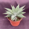 Haworthia 'Miami' Succulent Live Plant, The Fairy Washboard, 3 inch Pot, Indoor - Image 1