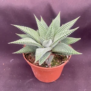 Haworthia 'Miami' Succulent Live Plant, The Fairy Washboard, 3 inch Pot, Indoor - Image 1