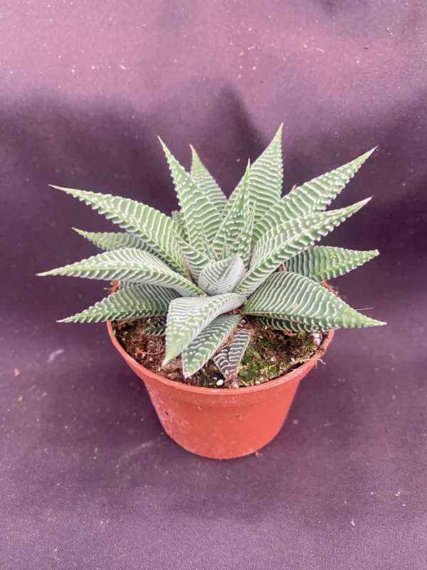 Haworthia 'Miami' Succulent Live Plant, The Fairy Washboard, 3 inch Pot, Indoor - Image 1