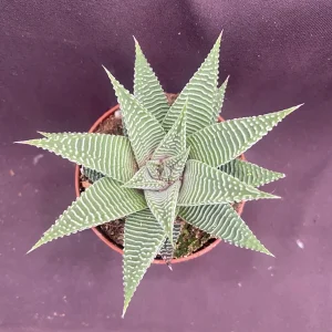 Haworthia 'Miami' Succulent Plant – Fairy Washboard Live Houseplant – 3 inch Pot - Image 2