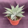 Haworthia 'Miami' Succulent Plant – Fairy Washboard Live Houseplant – 3 inch Pot - Image 1
