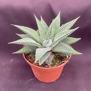 Haworthia 'Miami' Succulent Plant – Fairy Washboard Live Houseplant – 3 inch Pot - Image 1