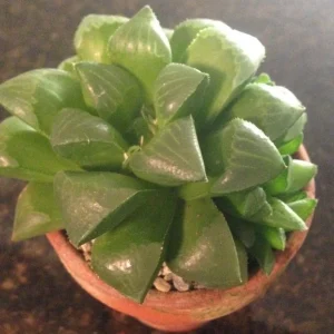 Haworthia Mirabilis Mundula Live Succulent Plant - Rare & Compact Indoor - Image 1