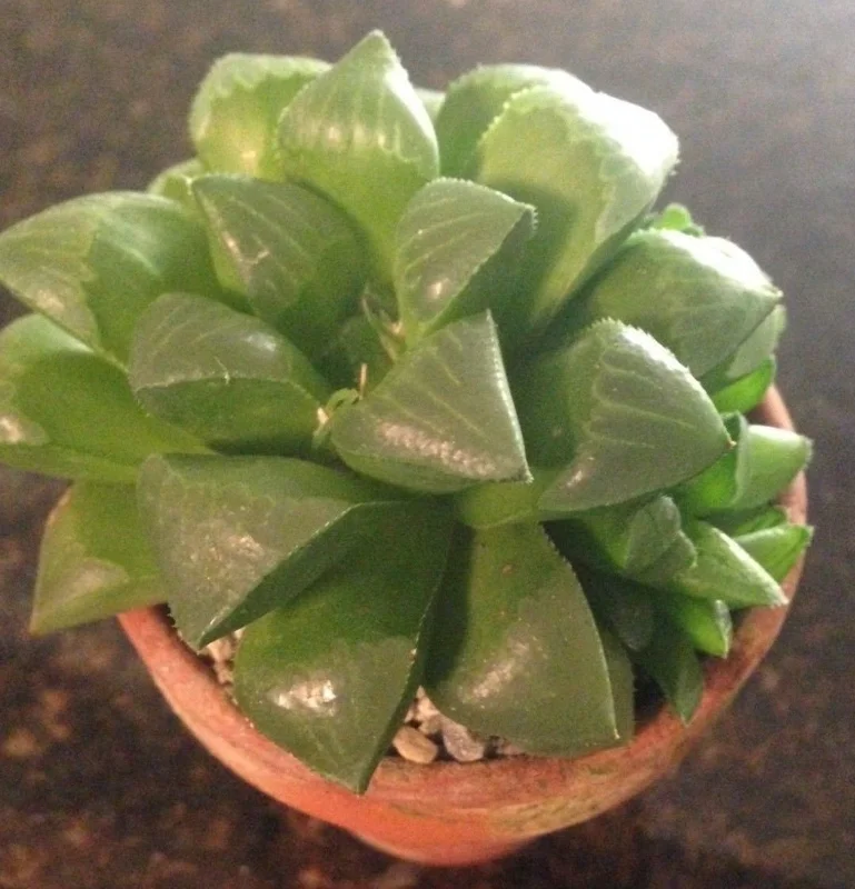 Haworthia Mirabilis Mundula Live Succulent Plant - Rare & Compact Indoor - Image 1
