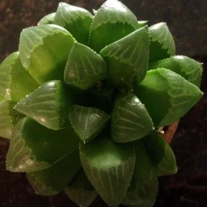 Haworthia Mirabilis Mundula Live Succulent Plant - Rare & Compact Indoor - Image 2