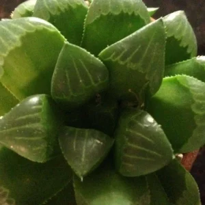 Haworthia Mirabilis Mundula Live Succulent Plant - Rare & Compact Indoor - Image 3