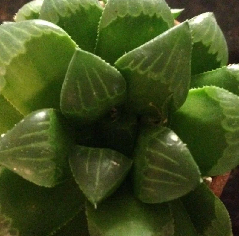 Haworthia Mirabilis Mundula Live Succulent Plant - Rare & Compact Indoor - Image 3