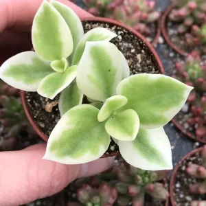 Heart Leaf Iceplant Live Plant – Aptenia Cordifolia Baby Sunrose – Ground Cover - Image 2