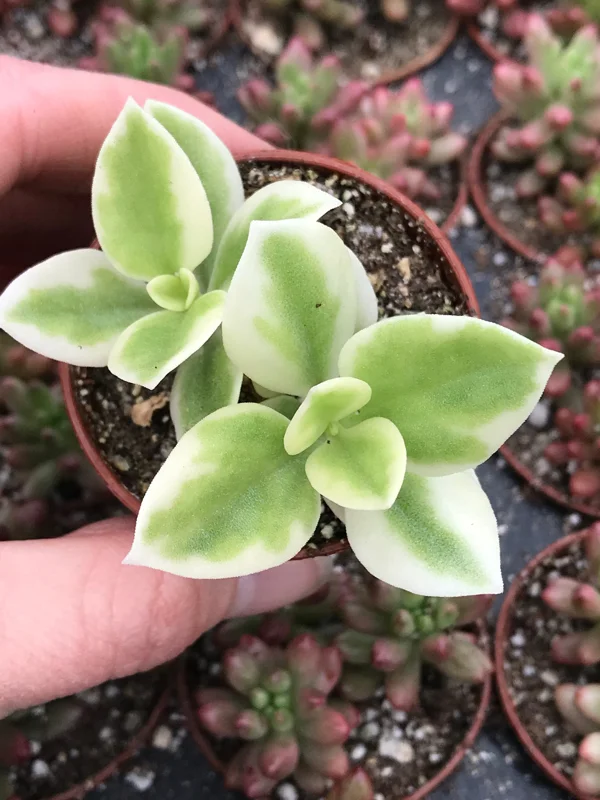 Heart Leaf Iceplant Live Plant – Aptenia Cordifolia Baby Sunrose – Ground Cover - Image 2