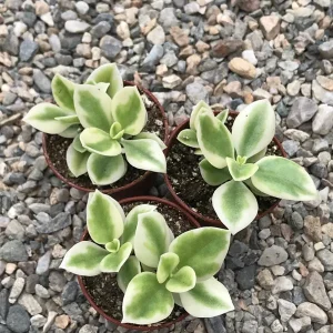 Heart Leaf Iceplant Live Plant – Aptenia Cordifolia Baby Sunrose – Ground Cover - Image 3