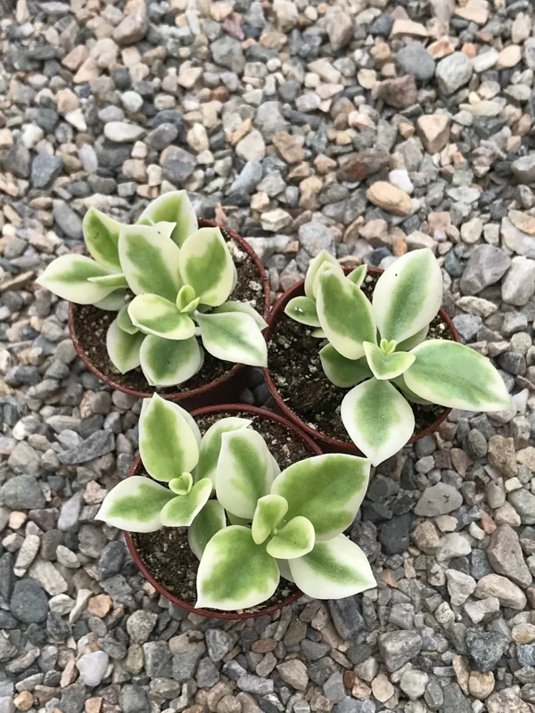 Heart Leaf Iceplant Live Plant – Aptenia Cordifolia Baby Sunrose – Ground Cover - Image 3