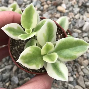 Heart Leaf Iceplant Live Plant – Aptenia Cordifolia Baby Sunrose – Ground Cover - Image 4