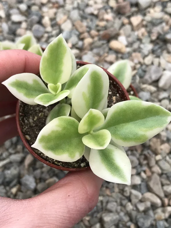 Heart Leaf Iceplant Live Plant – Aptenia Cordifolia Baby Sunrose – Ground Cover - Image 4