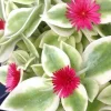 Heart Leaf Iceplant Live Plant – Aptenia Cordifolia Baby Sunrose – Ground Cover - Image 1