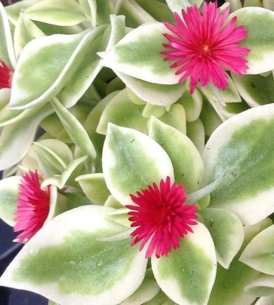 Heart Leaf Iceplant Live Plant – Aptenia Cordifolia Baby Sunrose – Ground Cover - Image 1