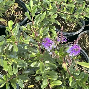 Hebe Franciscana Purple Veronica Live Plant, 6-12 inches, Outdoor Shrub - Image 2