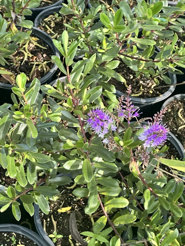 Hebe Franciscana Purple Veronica Live Plant, 6-12 inches, Outdoor Shrub - Image 2