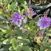 Hebe Franciscana Purple Veronica Live Plant, 6-12 inches, Outdoor Shrub - Image 1