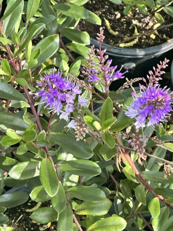 Hebe Franciscana Purple Veronica Live Plant, 6-12 inches, Outdoor Shrub - Image 1