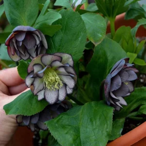 Hellebore Black Tie Affair Live Plant – Perennial Shade Plant – 5.25 inch Pot - Image 2
