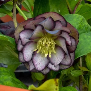 Hellebore Black Tie Affair Live Plant – Perennial Shade Plant – 5.25 inch Pot - Image 1